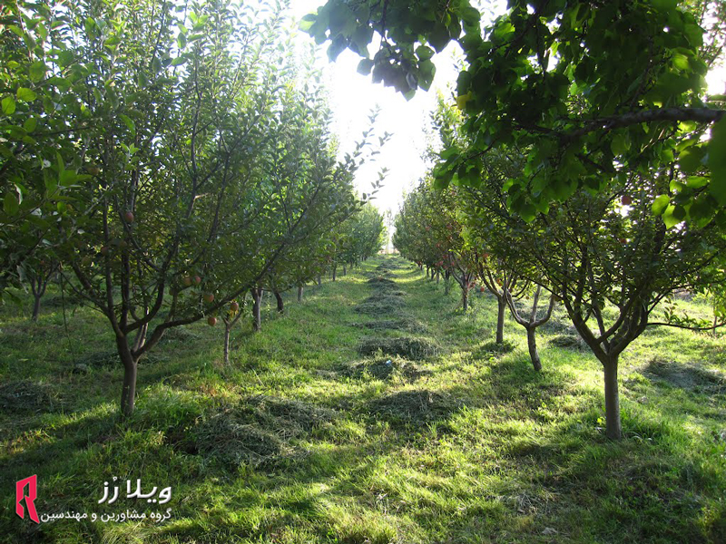 باغ میوه در تهراندشت