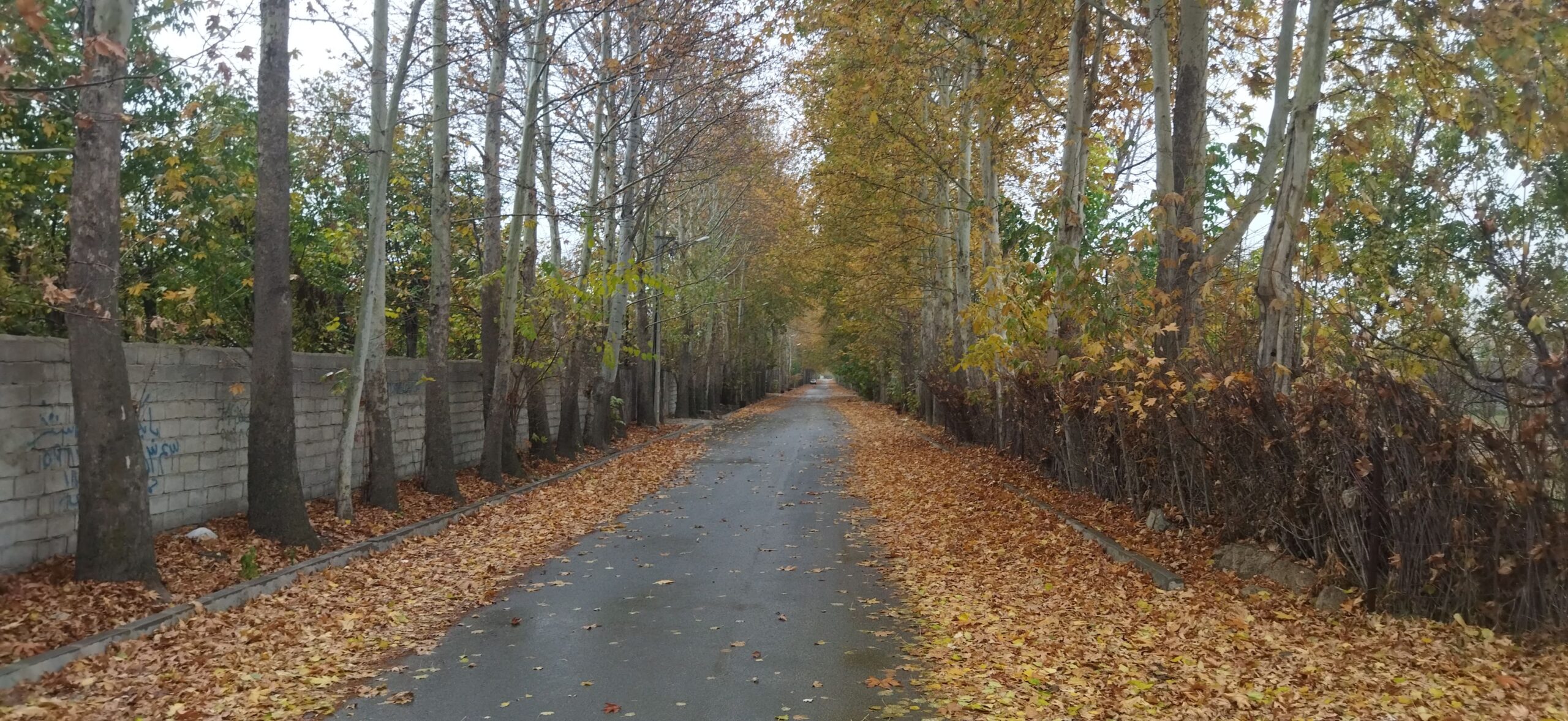 خیابان چناران نمکلان در پاییز