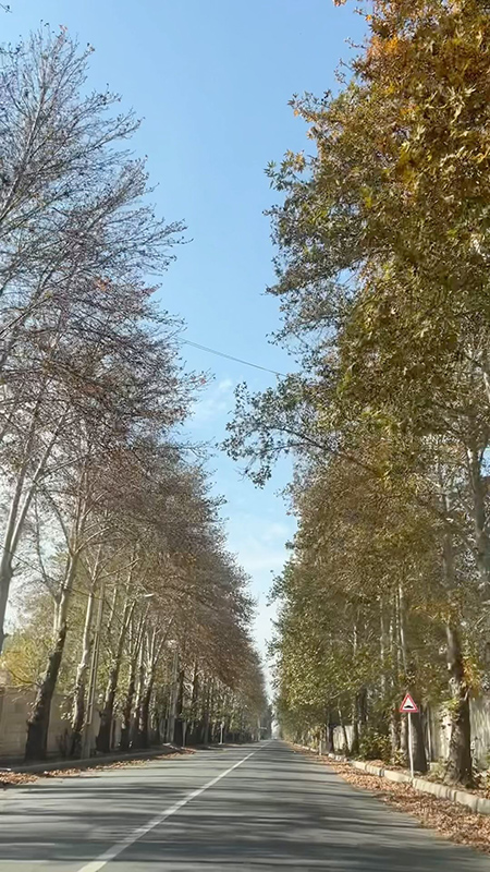 یک خیابان سرسبز با درختان چنار در ایقربلاغ